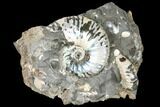 Iridescent, Fossil Ammonite (Scaphites) - South Dakota #129523-1
